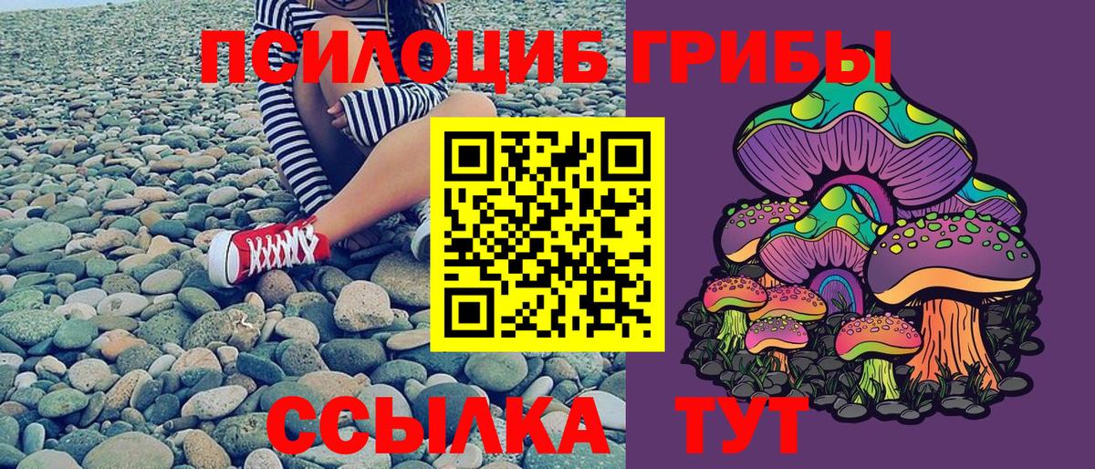 Пугачёв  Галлюциногенные грибы Cubensis  Вход с VPN 